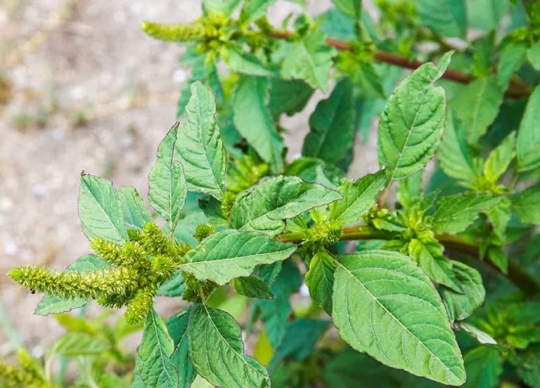 If you see this plant in your garden, you’re sitting on gold: The Superfood and Brain Oxygenator That’s Overlooked by Many 3 rau den gai chua gai cot song