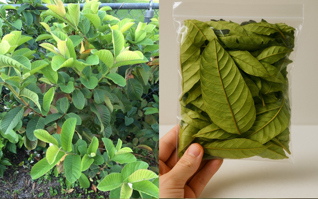 A Gentle Herbal Method to Support Kidney Health and Naturally Cleanse the Urinary System 2 rety 2 e1747584516620