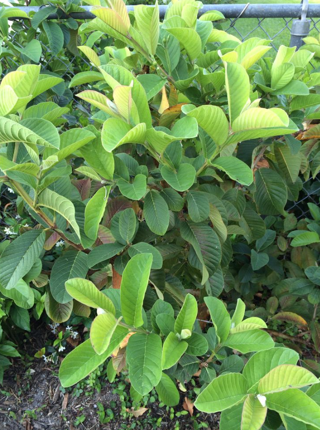 A Gentle Herbal Method to Support Kidney Health and Naturally Cleanse the Urinary System 3 rety 3