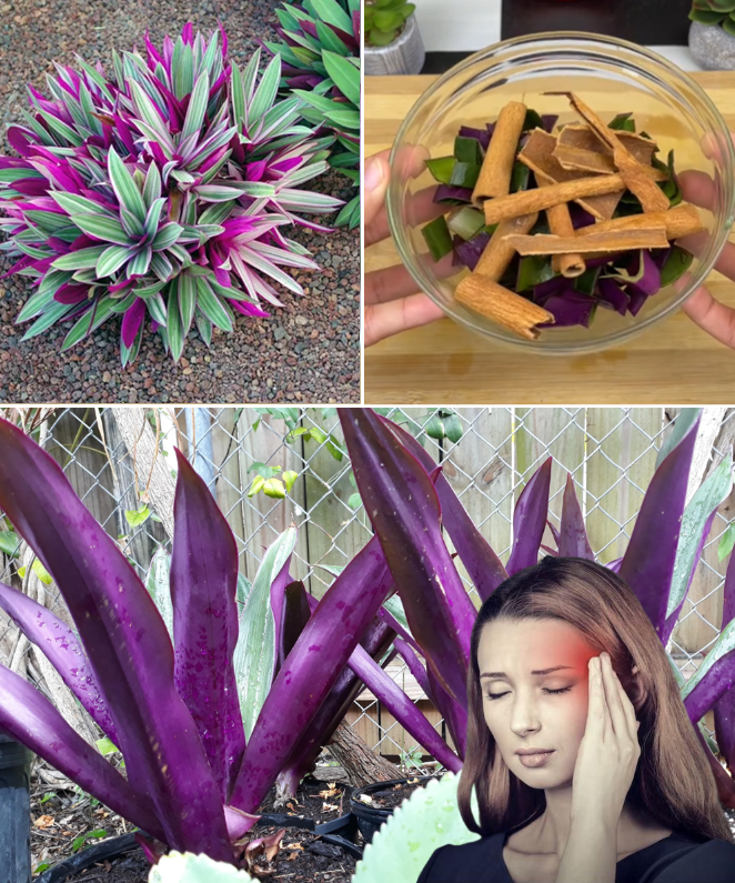 The Incredible Health Benefits of the Purple Maguey Plant — And How to Prepare It 3 tai xuong 11