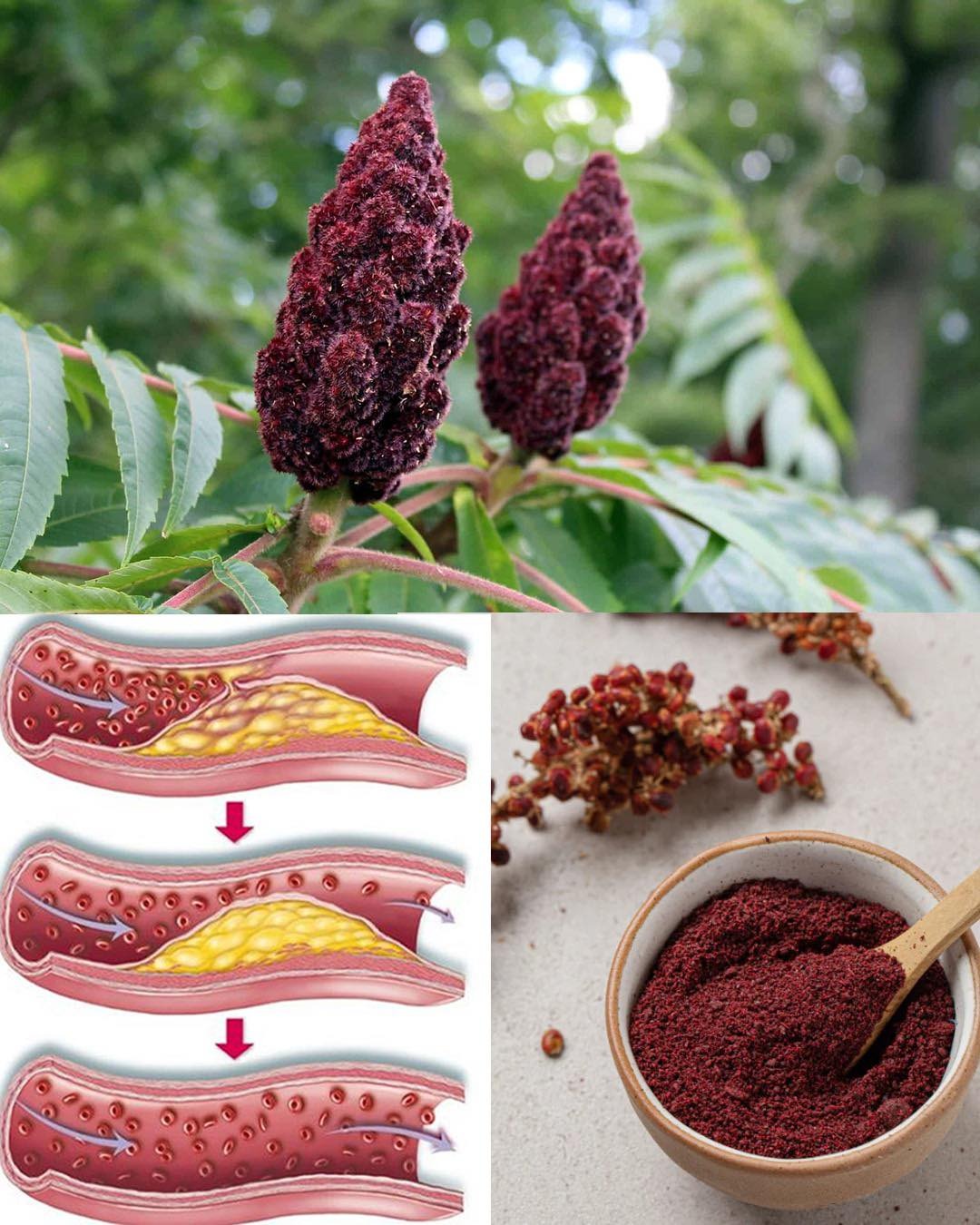15 key benefits of sumac and how you can use it to improve your health 2 tew