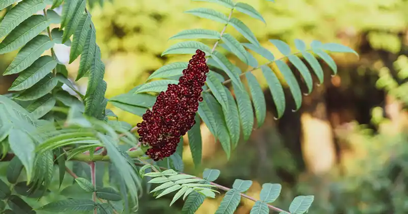 15 key benefits of sumac and how you can use it to improve your health 1 tew