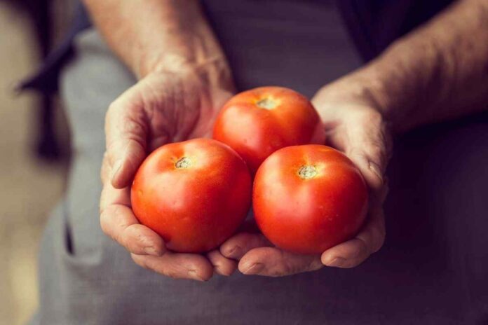 tomatoes 696x464 1