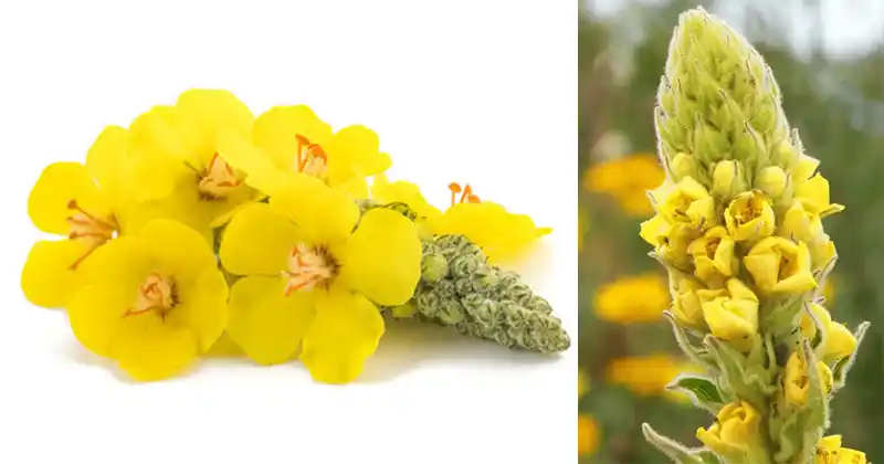 Mullein Flowers: Simple Secrets for Natural Healing and Wellness 1 tye 2 1