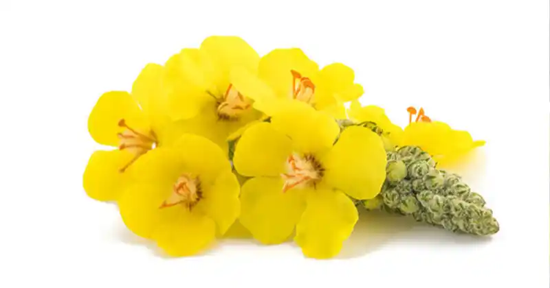 Mullein Flowers: Simple Secrets for Natural Healing and Wellness 6 tye 3 1