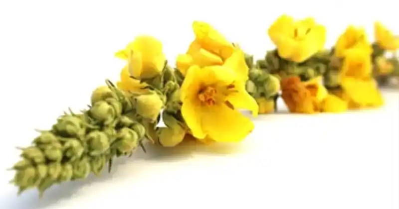 Mullein Flowers: Simple Secrets for Natural Healing and Wellness 4 tye 4 1