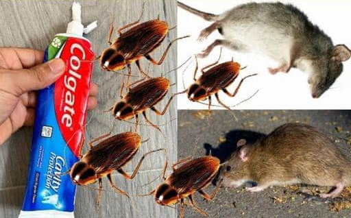 How to Permanently Remove Cockroaches and Ants from Your Home Using a Toothpaste Hack 1 tye 4 e1747699750100